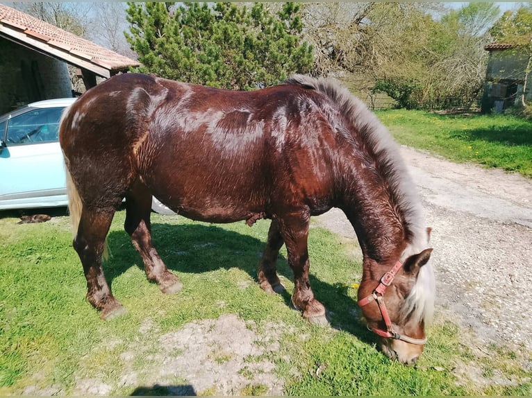 Draft Horse Stallone Puledri (05/2026) 160 cm Grullo in Villeneuve-sur-Lot
