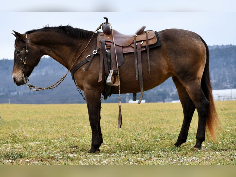 Draft Horse Blandning Sto 11 år 160 cm Brun in Rebersburg
