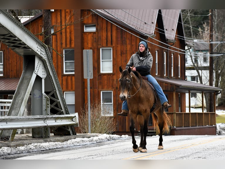 Draft Horse Blandning Sto 11 år 160 cm Brun in Rebersburg