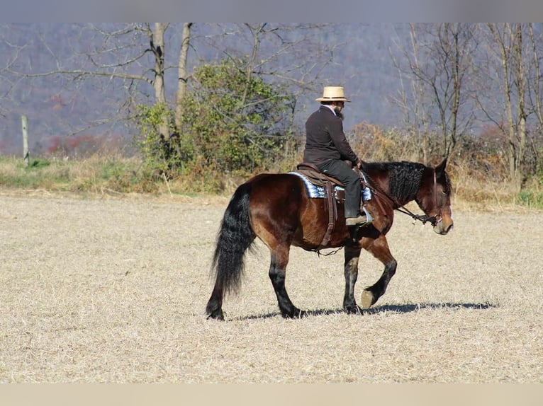 Draft Horse Blandning Sto 13 år 155 cm Mörkbrun in Allenwood