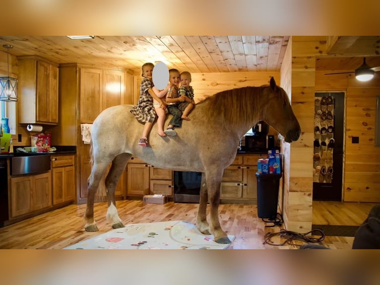 Draft Horse Sto 4 år 155 cm Rödskimmel in Liberty, KY