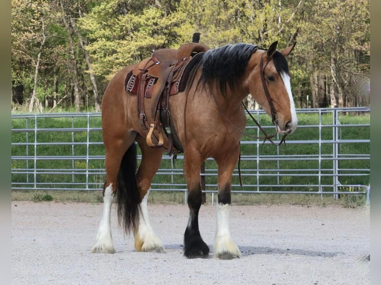 Draft Horse Blandning Sto 5 år Gulbrun in Purdy, MO