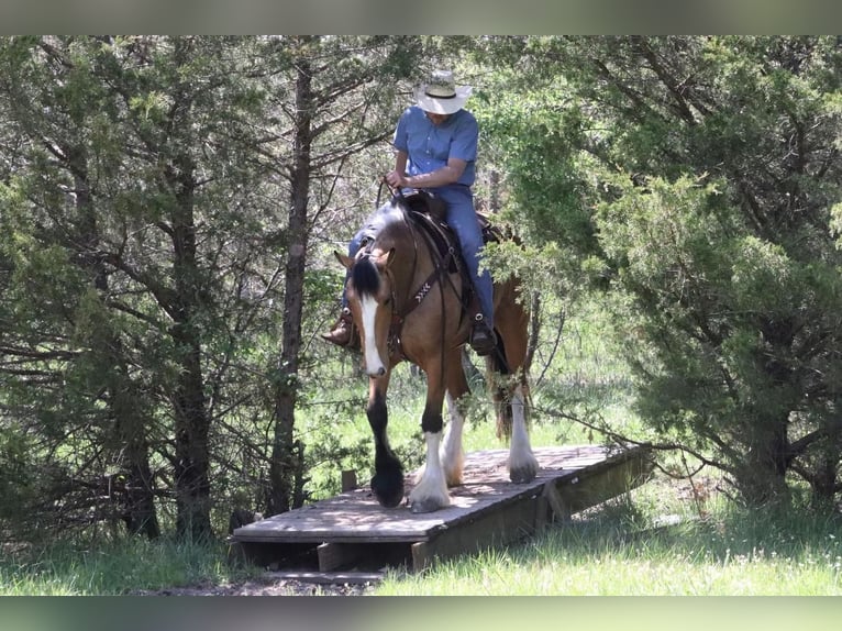 Draft Horse Blandning Sto 5 år Gulbrun in Purdy, MO