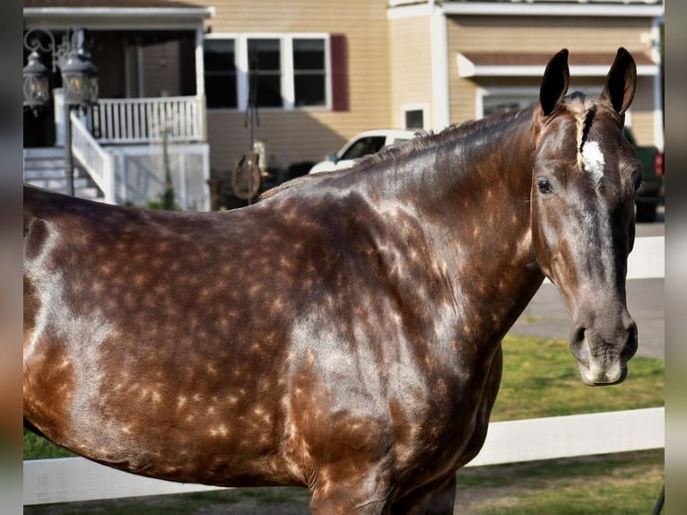 Draft Horse Blandning Sto 5 år in Middleboro, MA