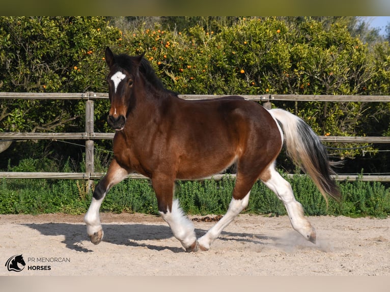 Draft Horse Blandning Sto 6 år 158 cm Pinto in Menorca