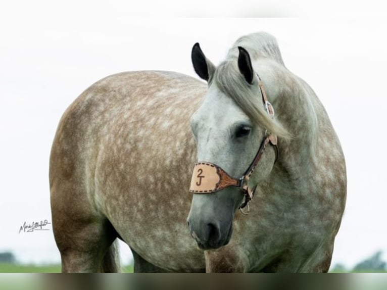 Draft Horse Blandning Sto 6 år 160 cm Grå in Vinita