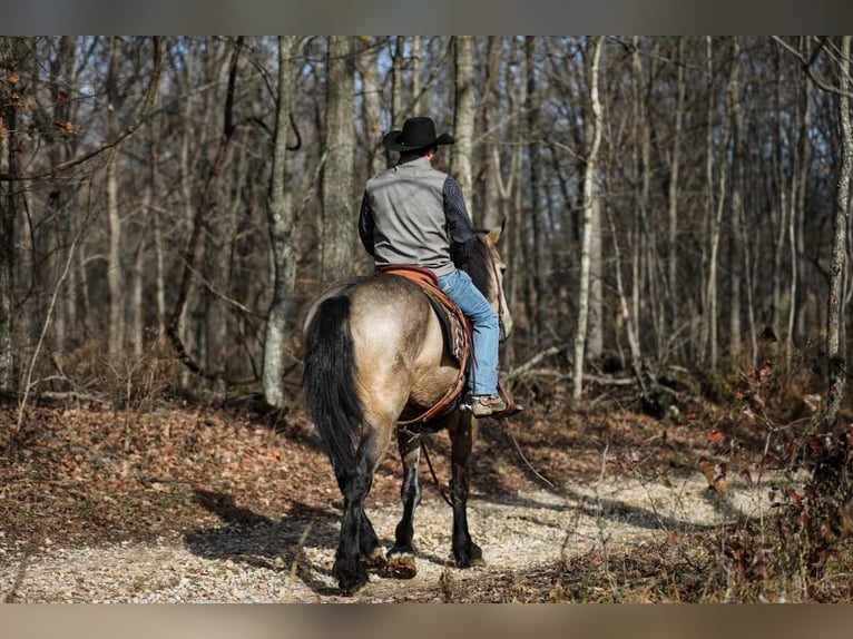 Draft Horse Sto 6 år 168 cm Gulbrun in Santa Fe, TN