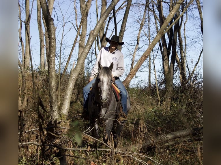 Draft Horse Blandning Sto 6 år Grå in Millersburg, OH