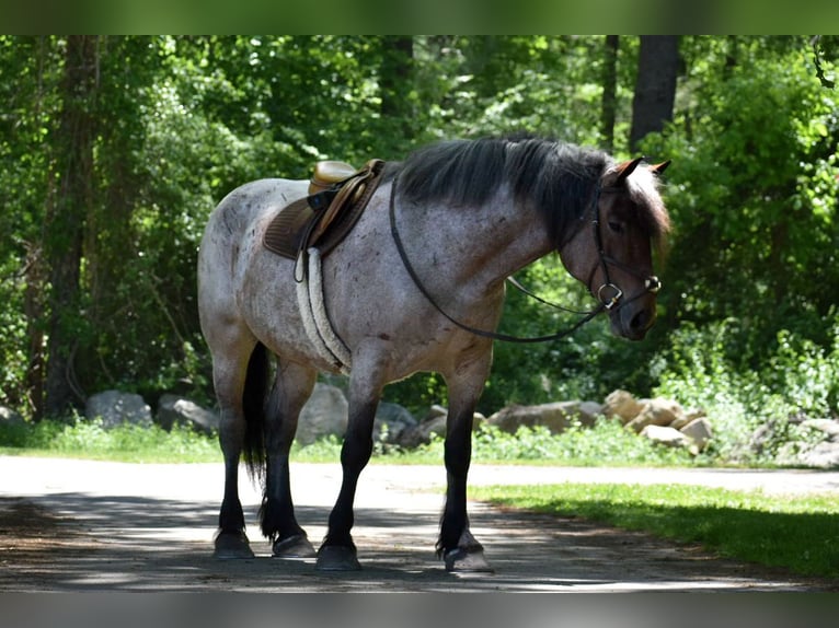 Draft Horse Sto 7 år 163 cm Brunskimmel in Middleboro