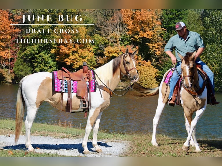 Draft Horse Sto 7 år 165 cm Tobiano-skäck-alla-färger in Tompkinsville, KY