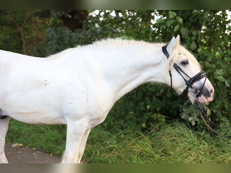 Draft Horse Blandning Sto 7 år in Jever