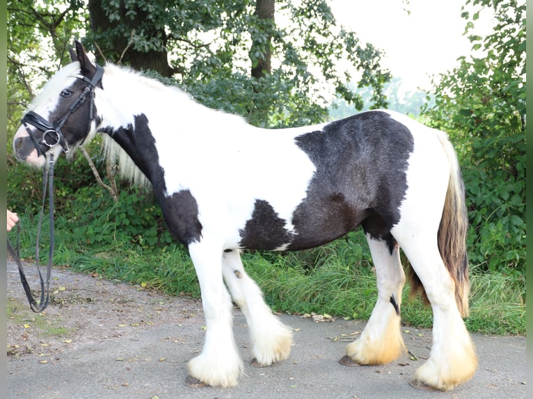 Draft Horse Blandning Sto 7 år in Jever