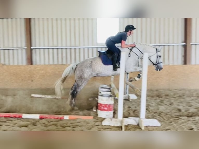 Draft Horse Sto 8 år 166 cm Grå in Sligo