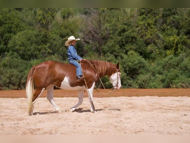 Draft Horse Blandning Sto 9 år 132 cm Pinto in Canyon