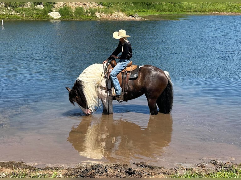 Draft Horse Sto 9 år 165 cm Tobiano-skäck-alla-färger in Byers TX