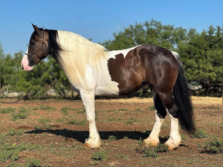 Draft Horse Sto 9 år 165 cm Tobiano-skäck-alla-färger in Byers TX