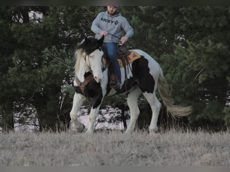 Draft Horse Sto 9 år Tobiano-skäck-alla-färger in Walkerton IN