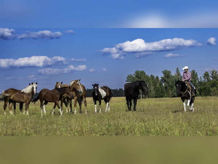 Draft Horse Blandning Valack 10 år 163 cm Svart in Nevis