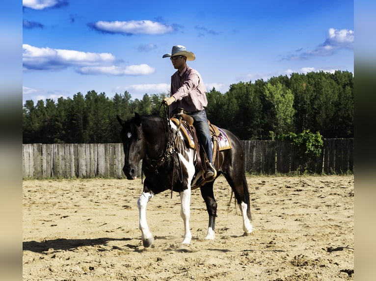 Draft Horse Blandning Valack 10 år 163 cm Svart in Nevis