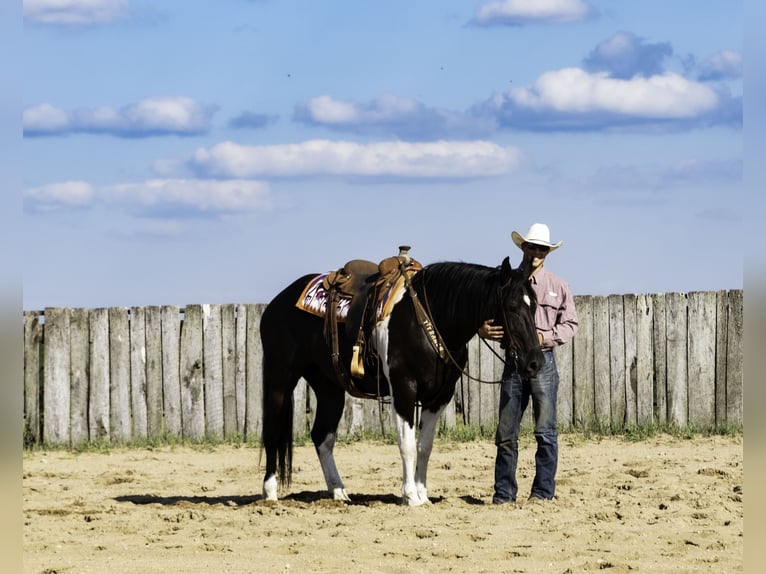 Draft Horse Blandning Valack 10 år 163 cm Svart in Nevis