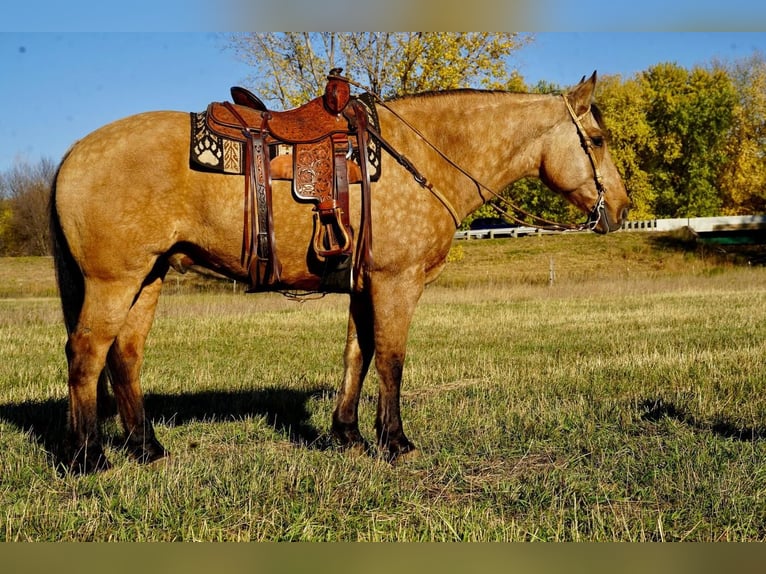 Draft Horse Blandning Valack 10 år 165 cm Gulbrun in Valley Springs, SD