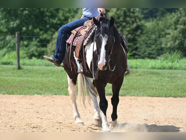 Draft Horse Valack 10 år 168 cm Tobiano-skäck-alla-färger in Jackson OH
