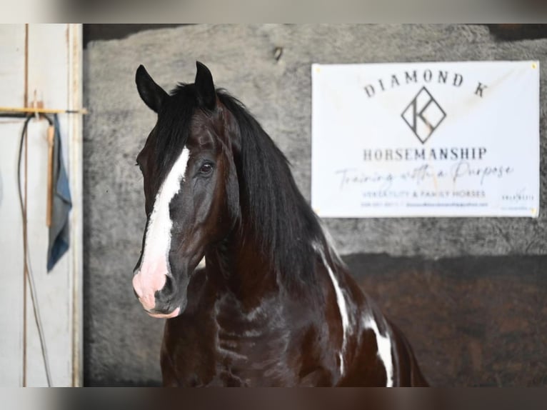 Draft Horse Blandning Valack 10 år 168 cm in Jackson, OH