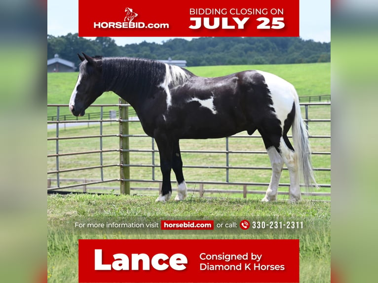Draft Horse Blandning Valack 10 år 168 cm in Jackson, OH