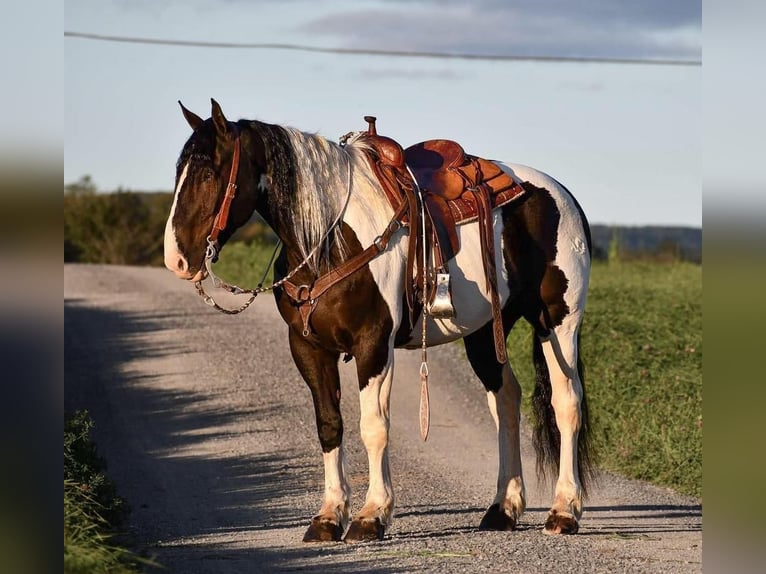 Draft Horse Blandning Valack 10 år 168 cm in Rebersburg, PA
