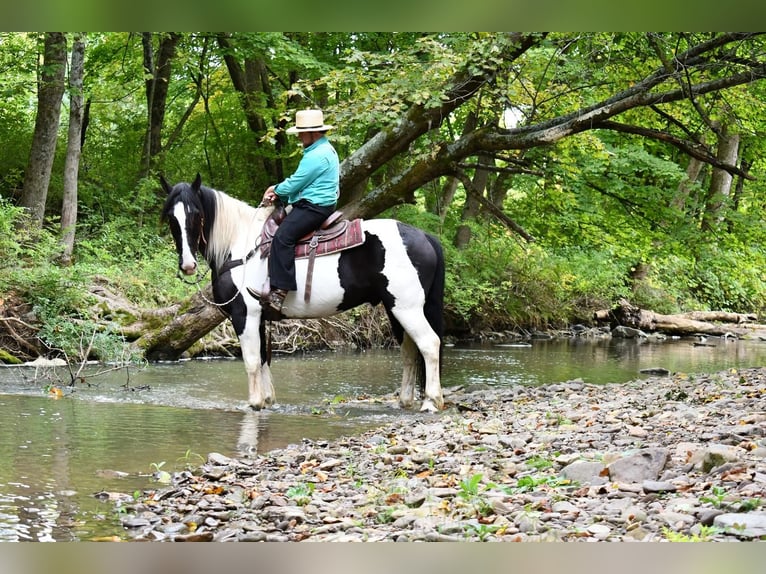 Draft Horse Blandning Valack 10 år 168 cm in Rebersburg, PA