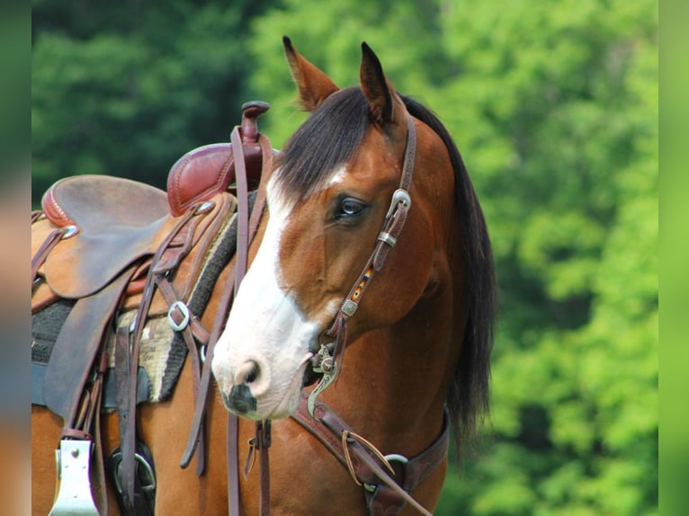 Draft Horse Blandning Valack 10 år Brun in Clarion, PA