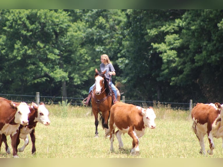 Draft Horse Blandning Valack 10 år Brun in Clarion, PA