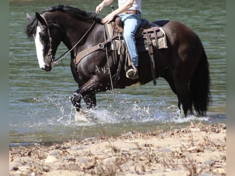 Draft Horse Blandning Valack 10 år Svart in Modesto, CA