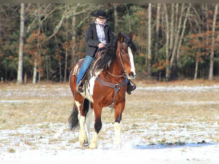 Draft Horse Blandning Valack 11 år 163 cm Pinto in Clarion