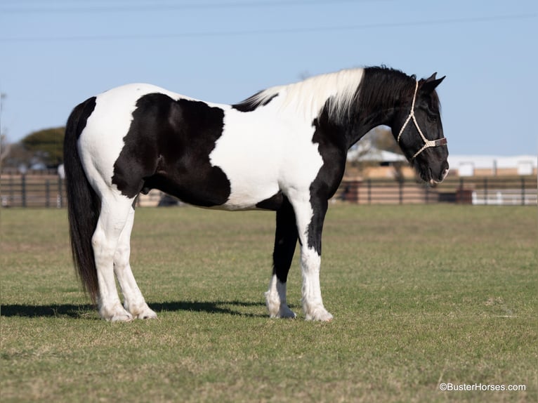 Draft Horse Valack 11 år Svart in Weatherford TX