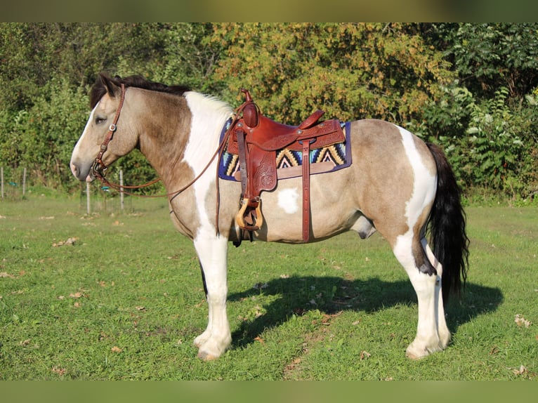 Draft Horse Blandning Valack 12 år 160 cm Tobiano-skäck-alla-färger in Dodgeville, WI