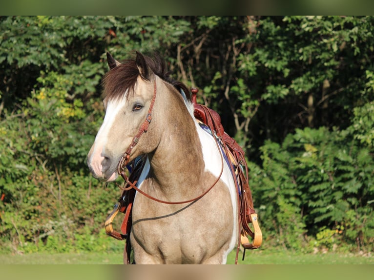 Draft Horse Blandning Valack 12 år 160 cm Tobiano-skäck-alla-färger in Dodgeville, WI