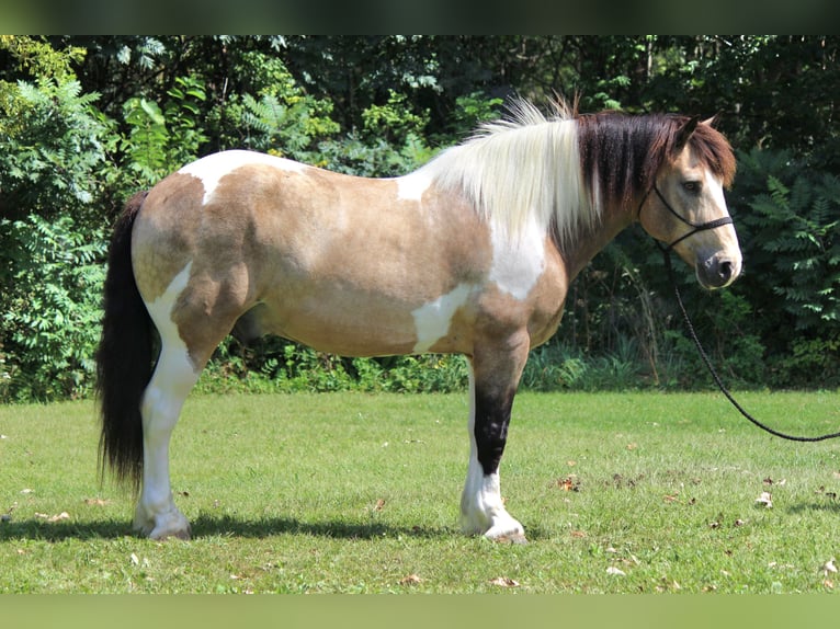 Draft Horse Blandning Valack 12 år 160 cm Tobiano-skäck-alla-färger in Dodgeville, WI