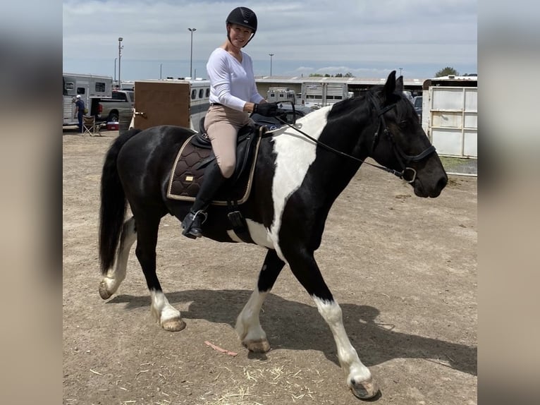 Draft Horse Blandning Valack 12 år 162 cm Tobiano-skäck-alla-färger in Heber CityHeber