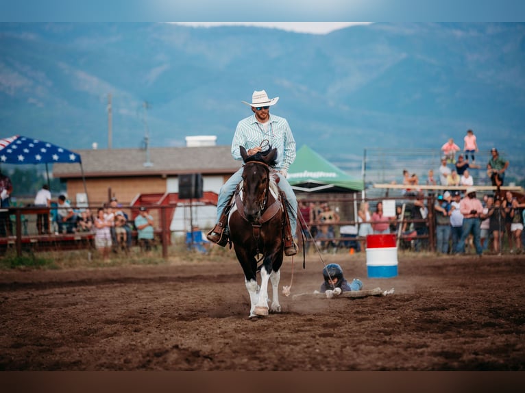 Draft Horse Blandning Valack 12 år 162 cm Tobiano-skäck-alla-färger in Heber CityHeber