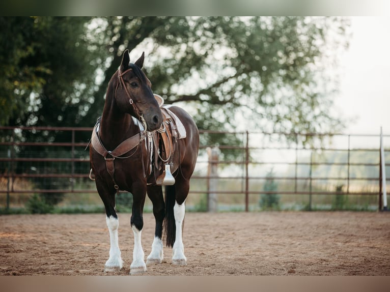 Draft Horse Blandning Valack 12 år 162 cm Tobiano-skäck-alla-färger in Heber CityHeber