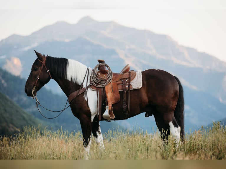 Draft Horse Blandning Valack 12 år 162 cm Tobiano-skäck-alla-färger in Heber CityHeber