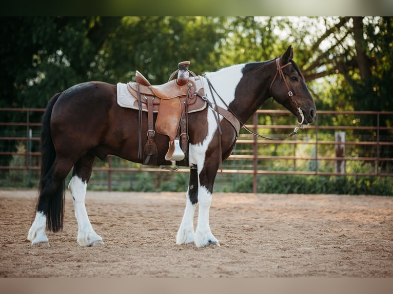 Draft Horse Blandning Valack 12 år 162 cm Tobiano-skäck-alla-färger in Heber CityHeber