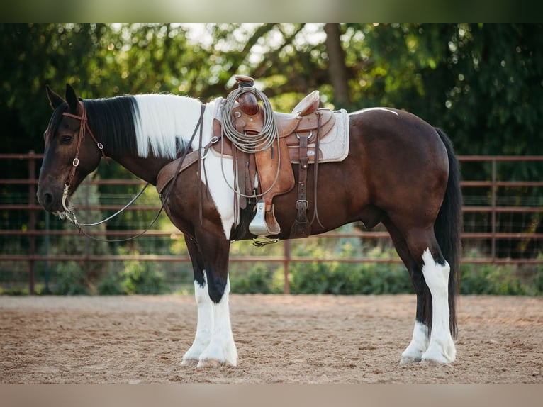 Draft Horse Blandning Valack 12 år 162 cm Tobiano-skäck-alla-färger in Heber CityHeber