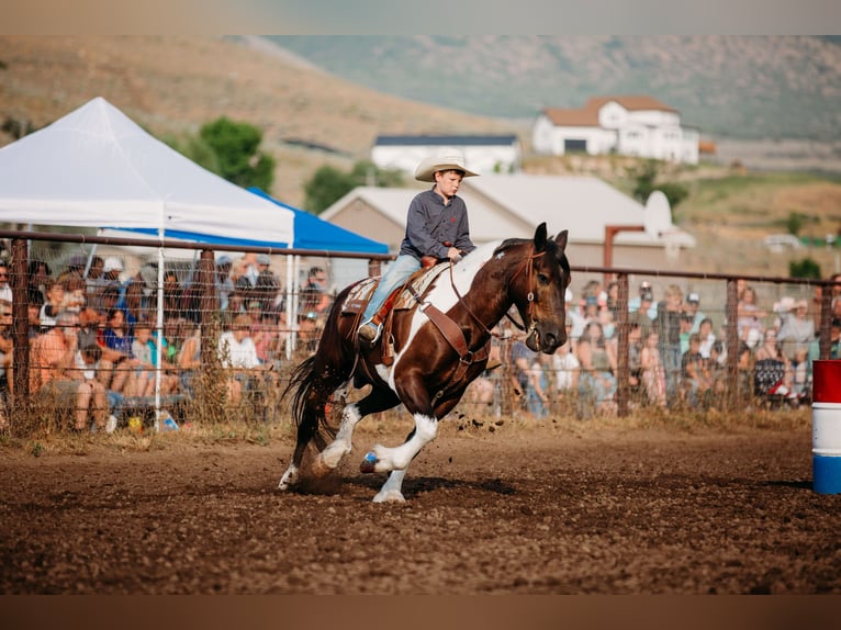 Draft Horse Blandning Valack 12 år 162 cm Tobiano-skäck-alla-färger in Heber CityHeber