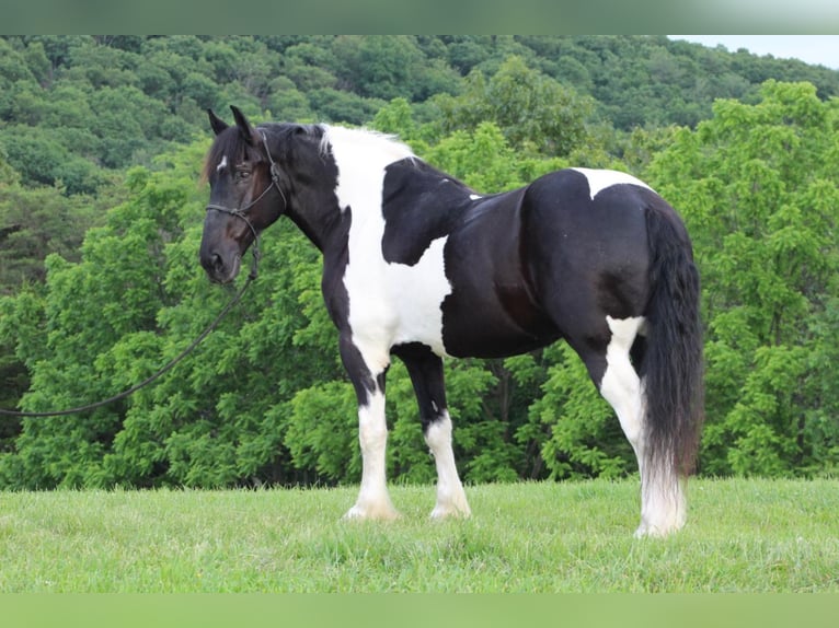 Draft Horse Valack 12 år 168 cm in Millerstown, PA