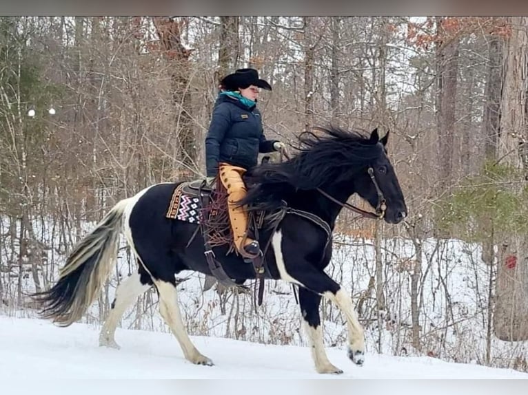 Draft Horse Blandning Valack 12 år in Robards, KY
