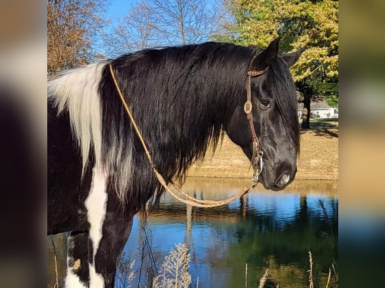 Draft Horse Blandning Valack 12 år in Robards, KY