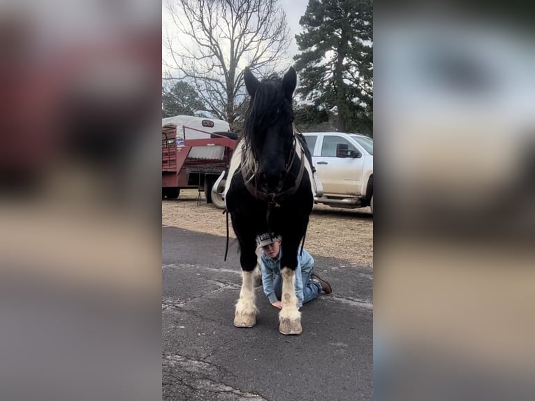 Draft Horse Blandning Valack 12 år in Watson, OK