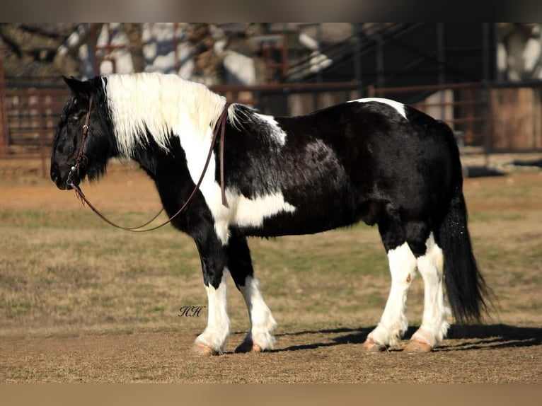 Draft Horse Blandning Valack 12 år in Watson, OK